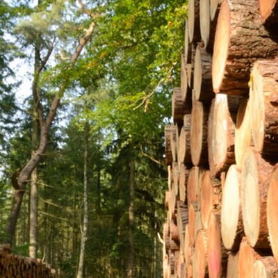 Holzverkauf – Erster Holzverkauf der Saison 