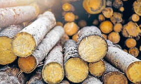 Brennholzversteigerung am Dienstag, 2. Dezember 2025 im Bürgerhaus