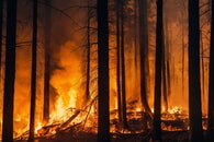 Waldbrandgefahr