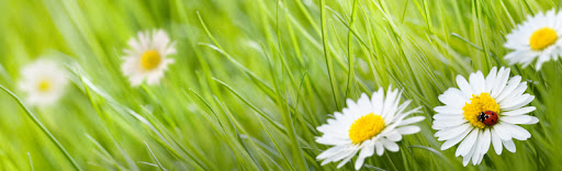 Gänseblümchen