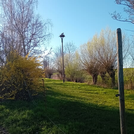 Storchennest