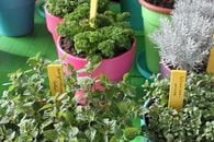 Neues vom hausFRAUENverein