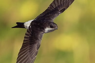 Mehlschwalbe Vogel des Jahres 2027
