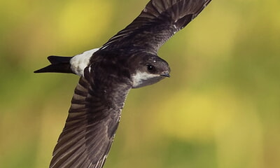 Mehlschwalbe Vogel des Jahres 2027