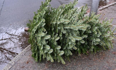 Weihnachtsb&auml;ume werden abgeholt